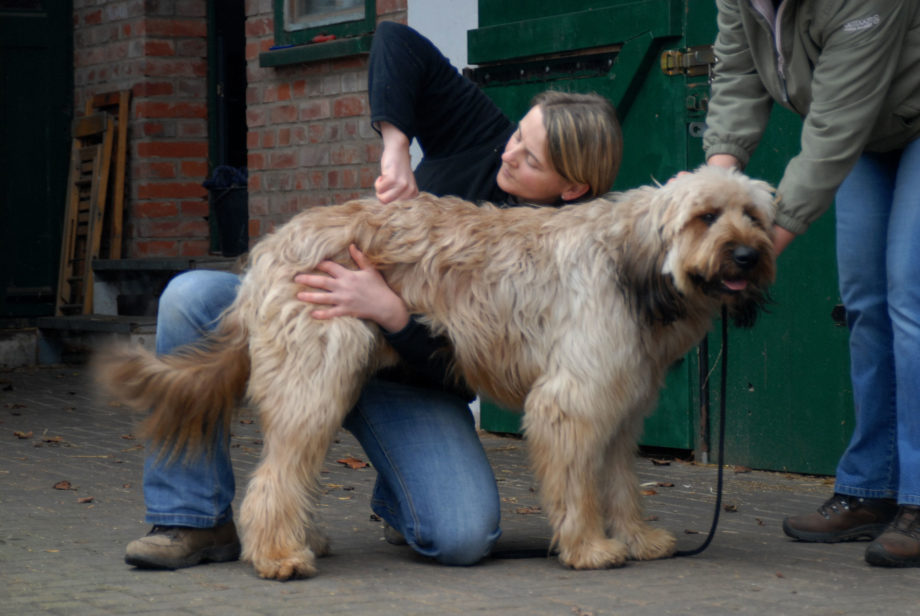 Chiropraktik | Behandlung der Lendenwirbelsäule eines Hundes